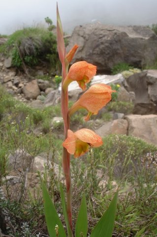 Gladiolus dalenii subsp. dalenii leaves